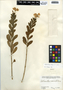 Catharanthus roseus (L.) G. Don, Belize, C. L. Lundell 4209, F